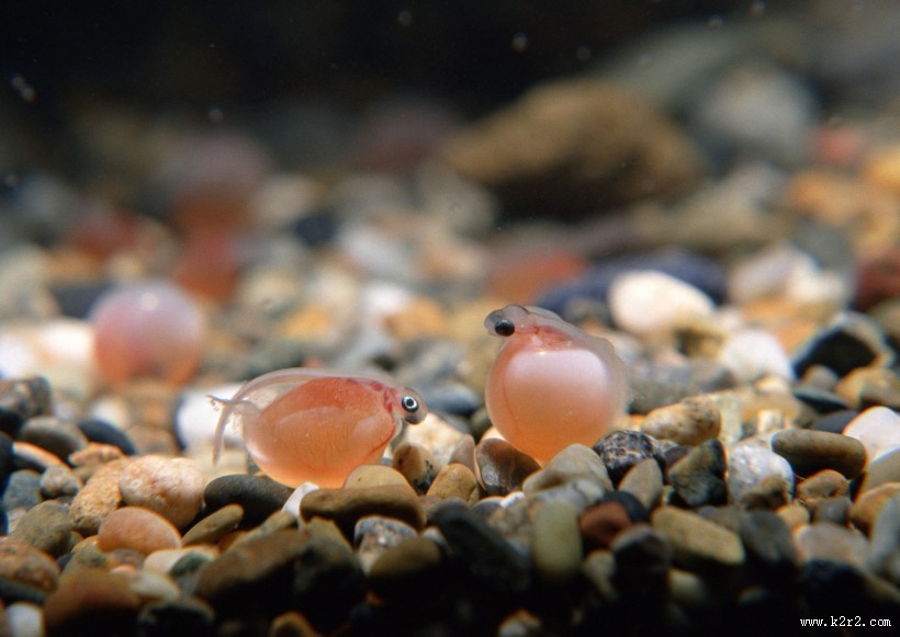 环境污染问题图片大全