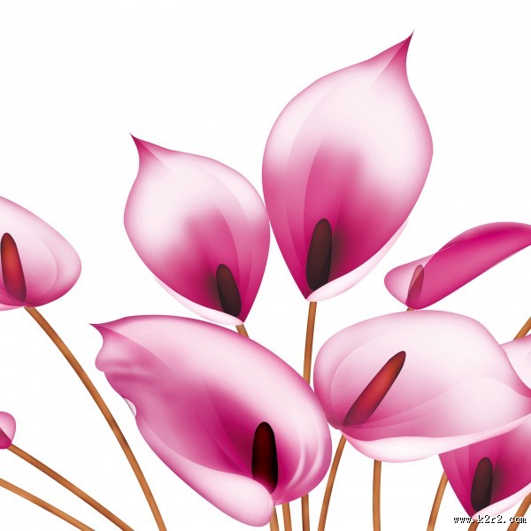 马蹄莲家居三联画图片