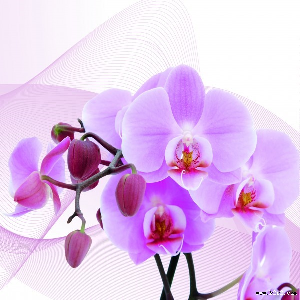 高清花朵家居三联画图片