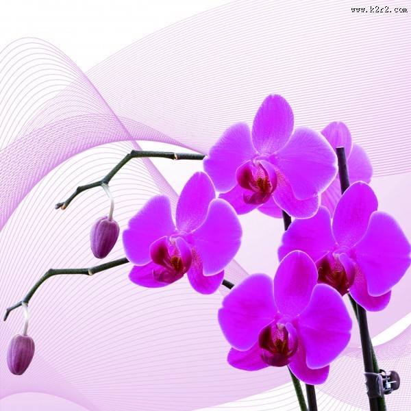 高清花朵家居三联画图片