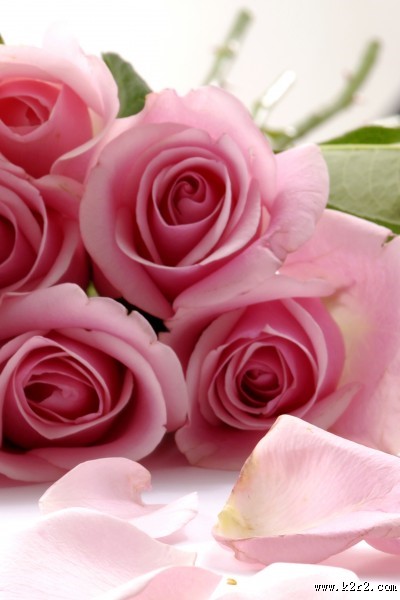 高清花朵家居三联画图片