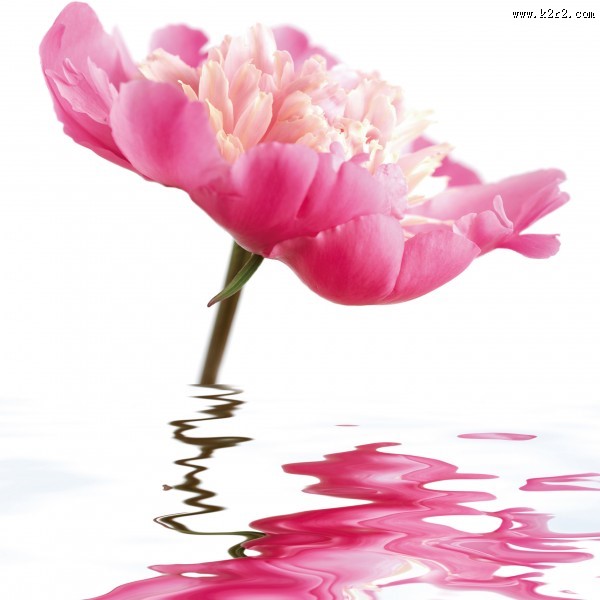 高清花朵家居三联画图片