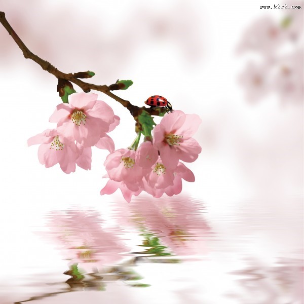 高清花朵家居三联画图片