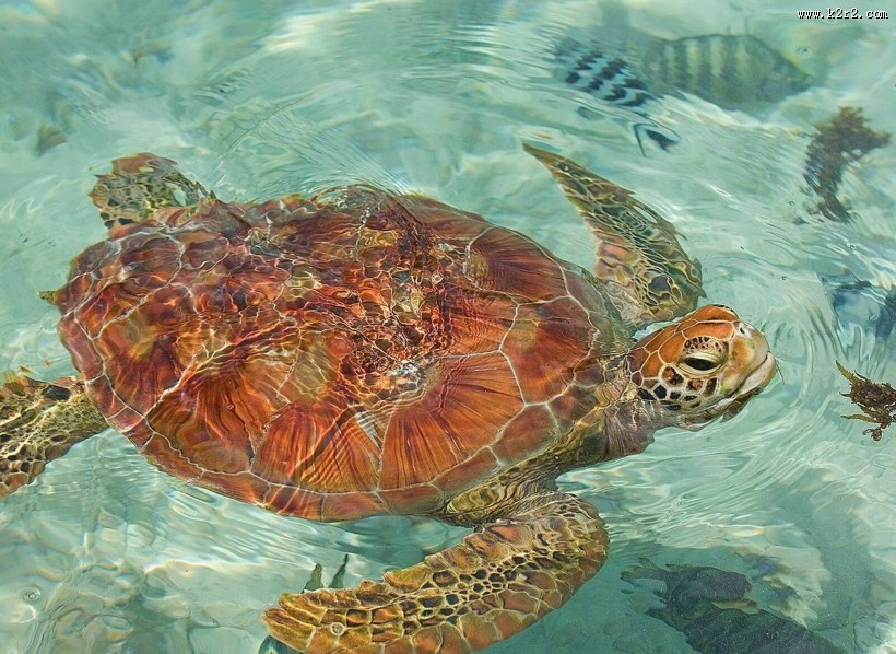 波拉波拉四季酒店图片大全