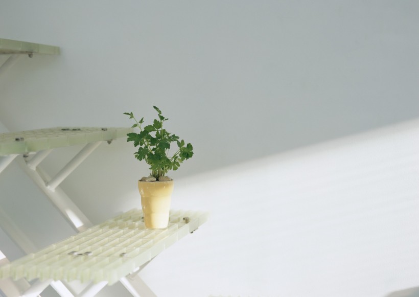 家居花草植物盆栽摆设图片大全