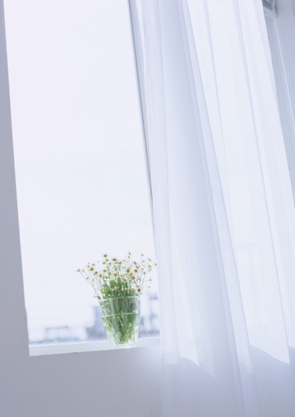 家居花草植物盆栽摆设图片大全