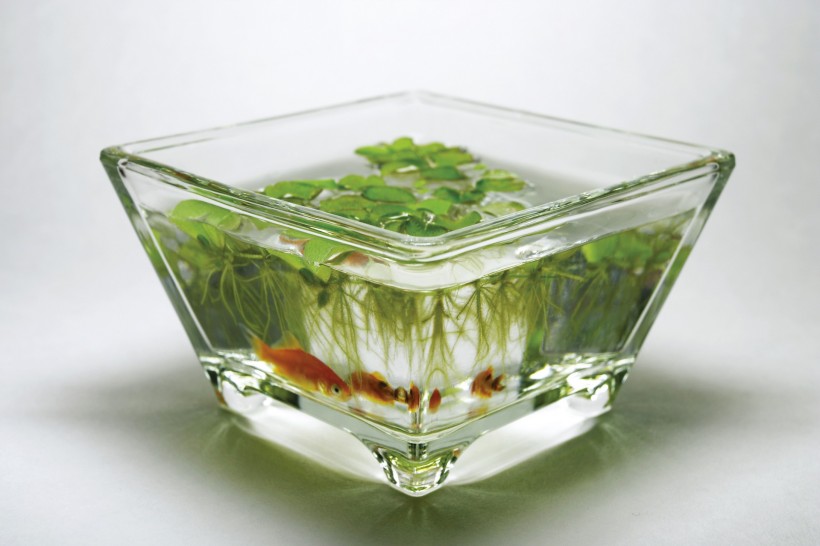 家居静物盆栽特写图片