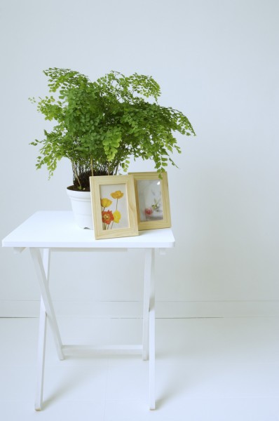 家居静物盆栽特写图片