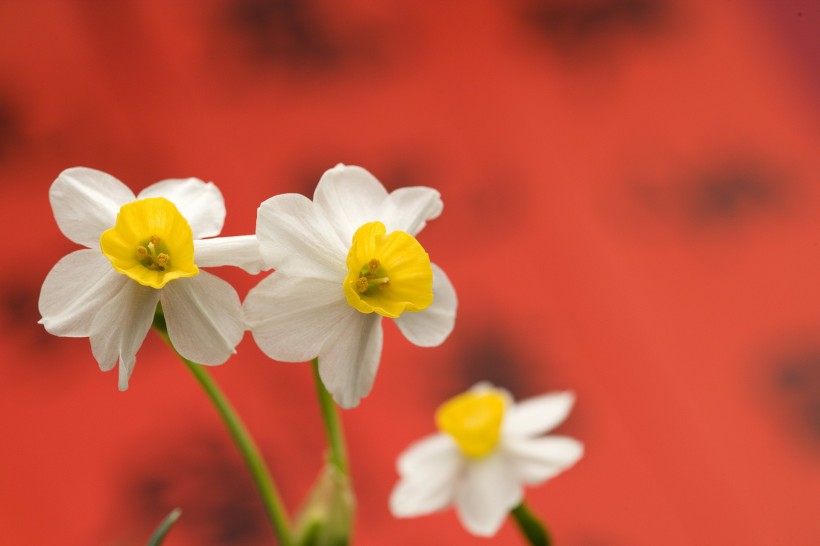 新年气氛设计素材图片