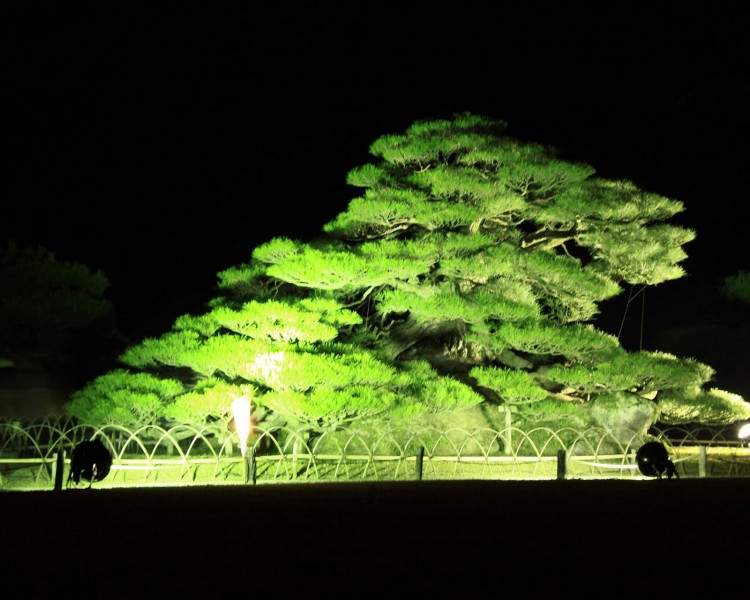 圣诞之夜图片大全