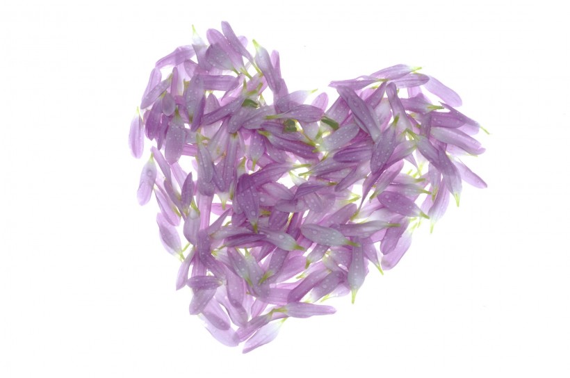 情人节物语图片