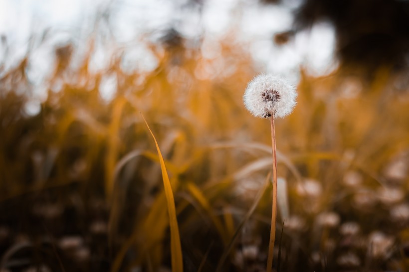 复古色调的植物背景素材图片