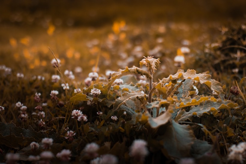 复古色调的植物背景素材图片