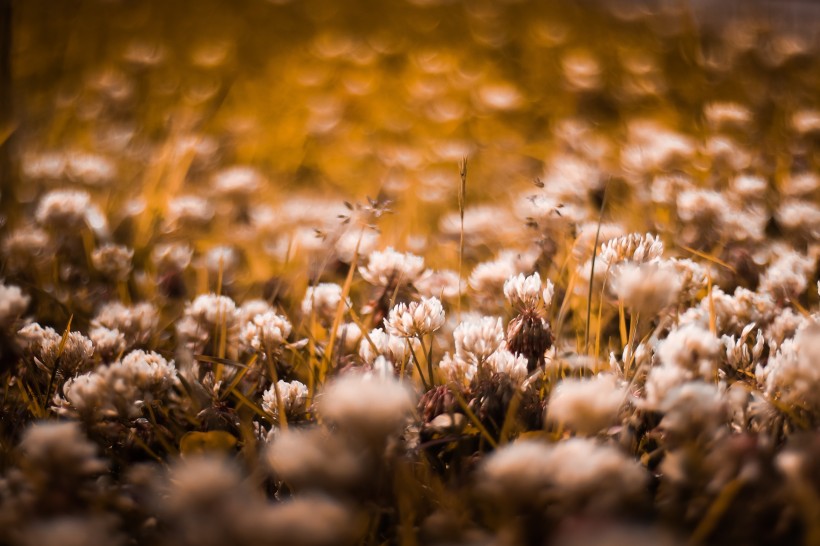 复古色调的植物背景素材图片