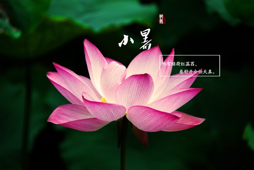 24节气小暑设计素材图片