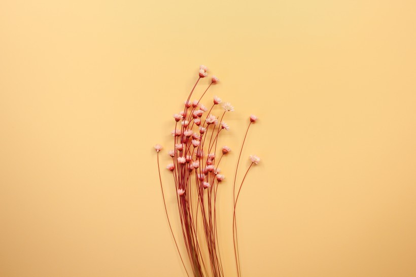 文艺小清新干花背景图片