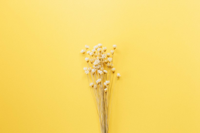 文艺小清新干花背景图片