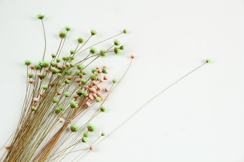 文艺小清新干花背景图片