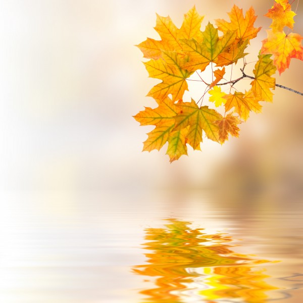 枫叶背景图案素材图片