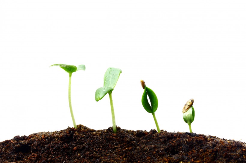 寓意生命的绿色新芽图片