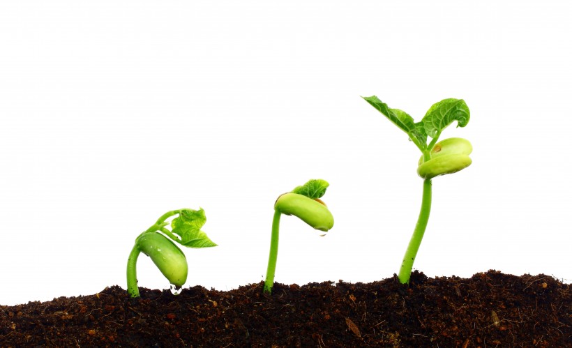 寓意生命的绿色新芽图片