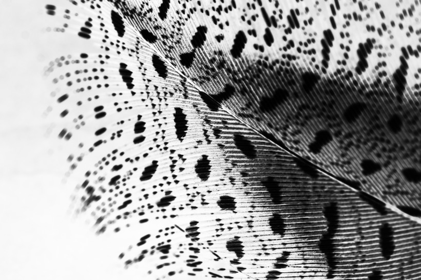 漂亮的羽毛图片大全