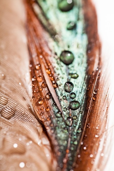 漂亮的羽毛图片大全