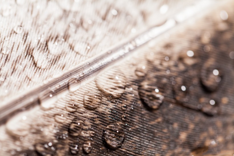 漂亮的羽毛图片大全