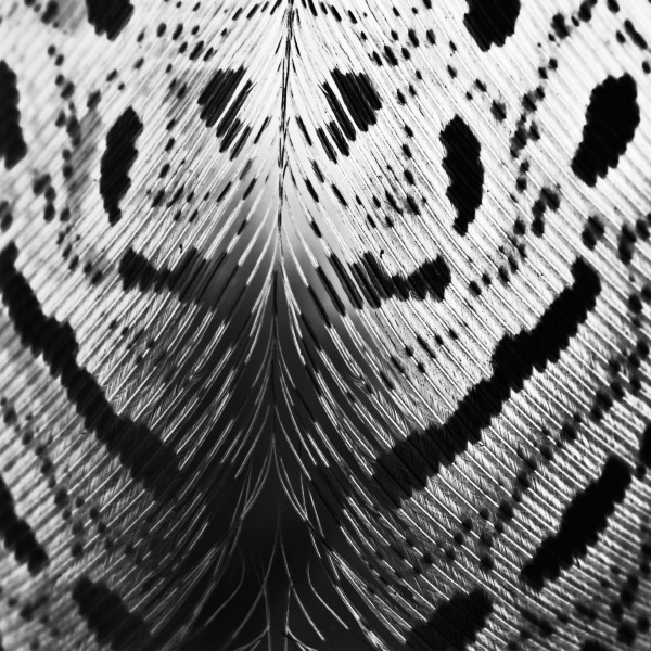 漂亮的羽毛图片大全