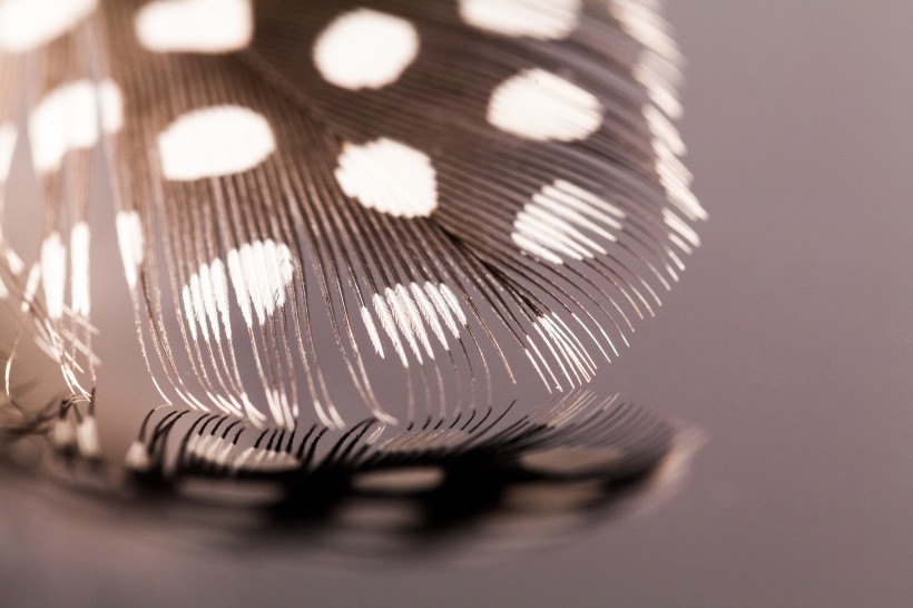 漂亮的羽毛图片大全