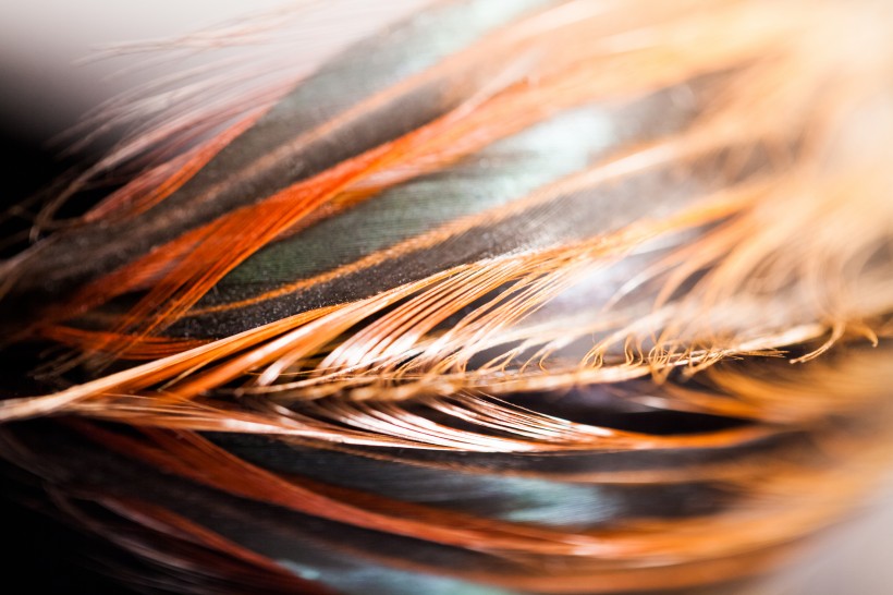 漂亮的羽毛图片大全