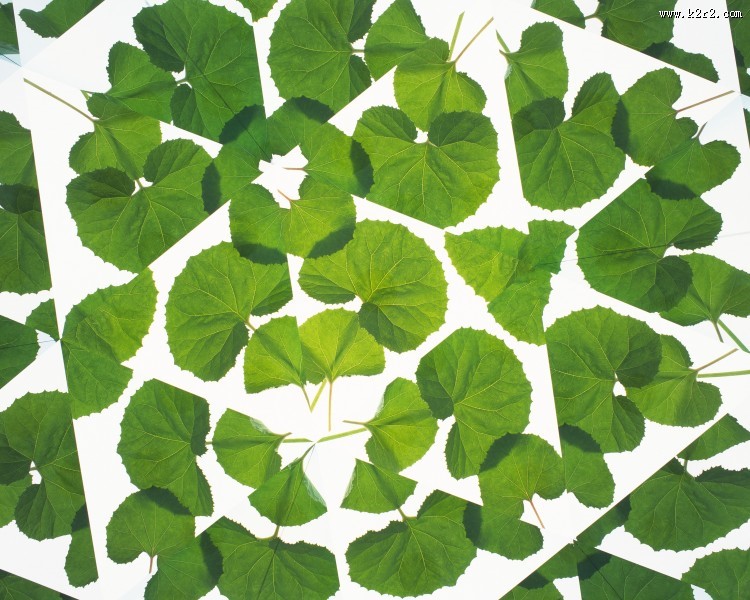 对称的植物花卉背景图片大全