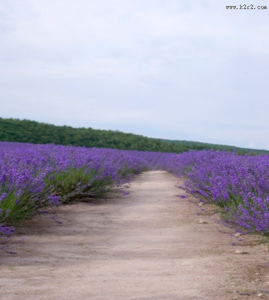 婚纱背景高清图片（一）