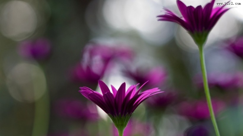 小清新唯美意境图片