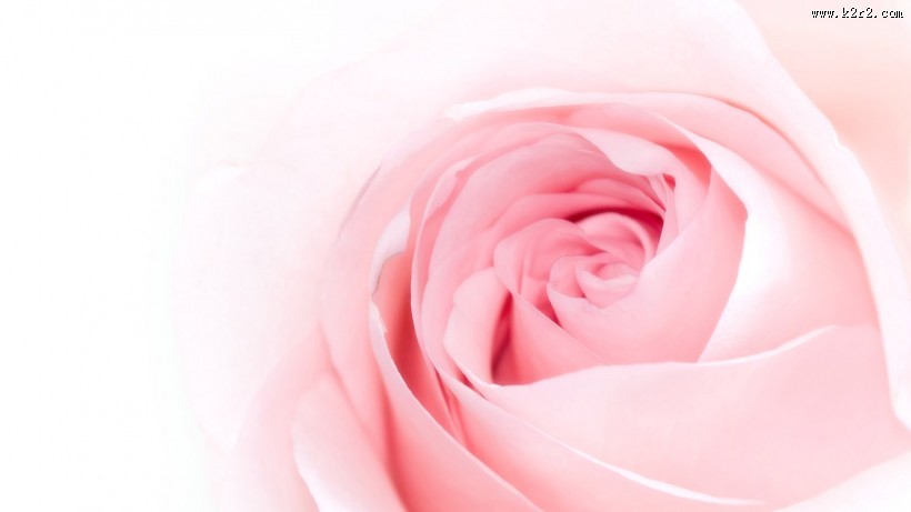 清新素雅花朵素材图片