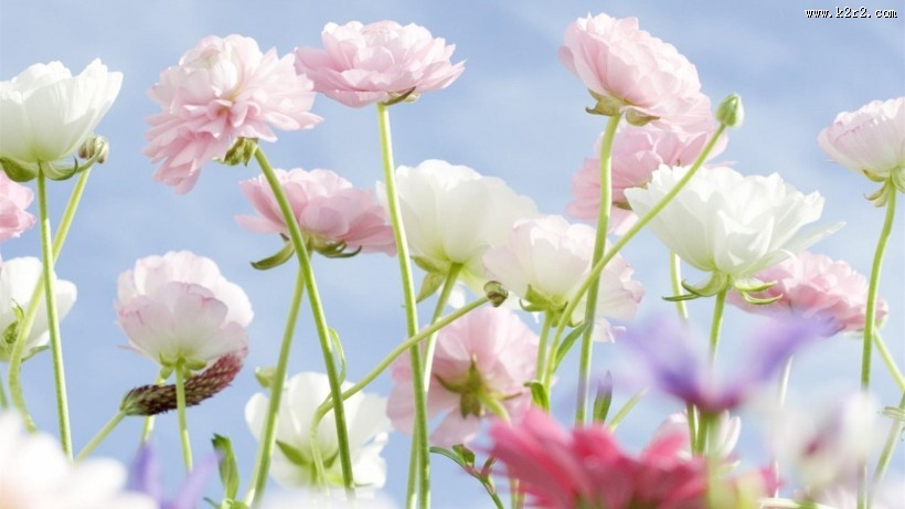 清新素雅花朵素材图片