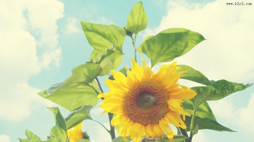 唯美向日葵背景图片大全