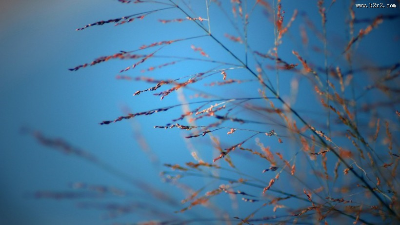 唯美野草背景图片