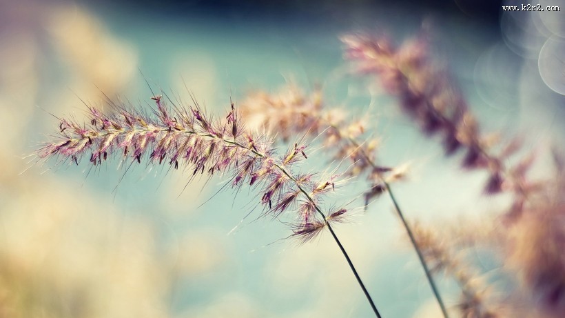 唯美野草背景图片