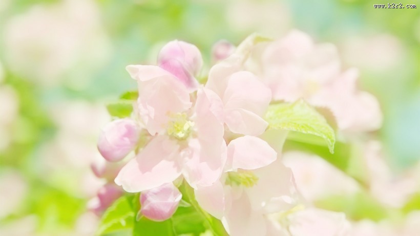 唯美小清新桃花背景图片