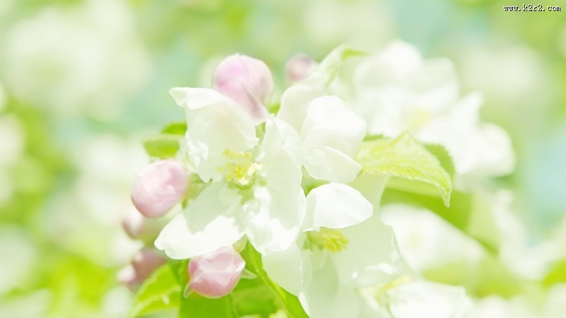 唯美小清新桃花背景图片