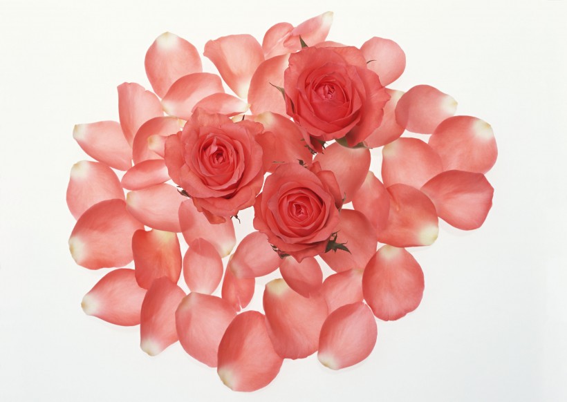 花朵、花瓣背景图片