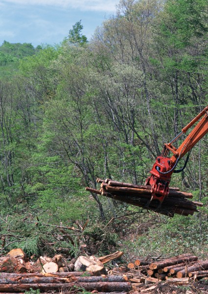 森林砍伐图片大全