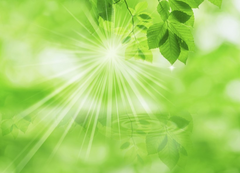 绿叶和晶莹水滴图片