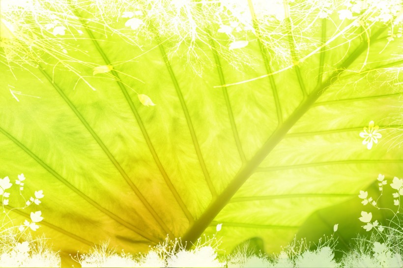 水疗SPA背景图片