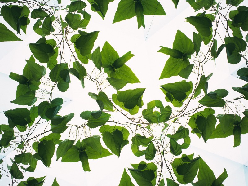 万花筒花卉底纹图片