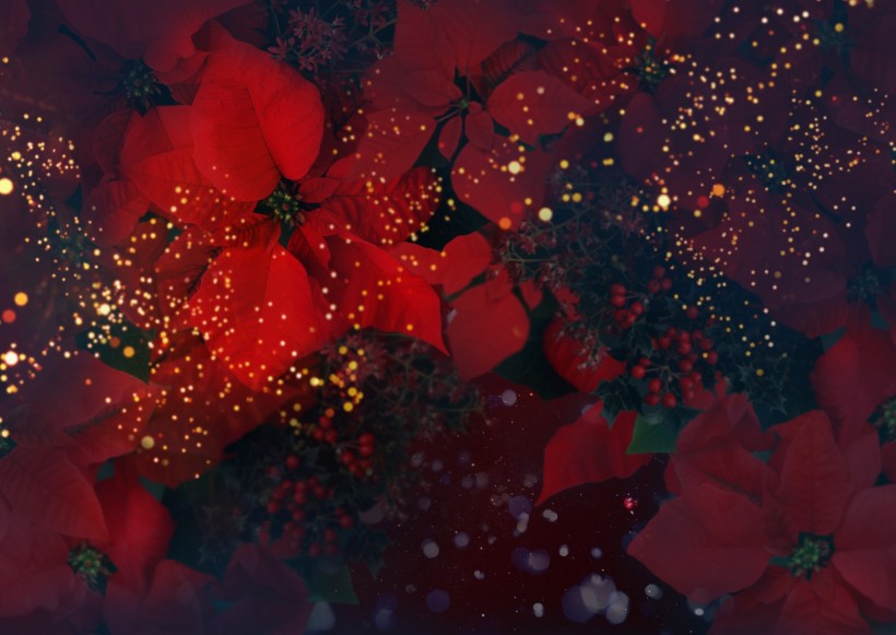 鲜花季节之秋图片