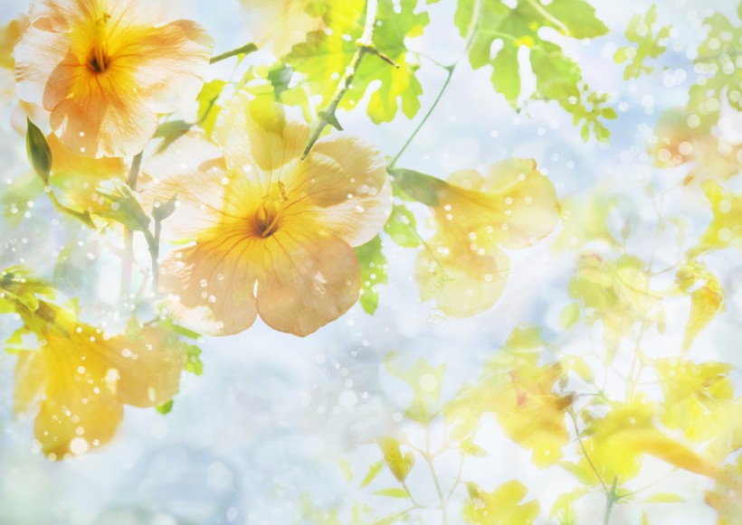 鲜花季节之秋图片