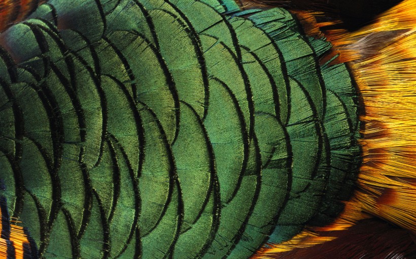 动物皮毛纹理图片