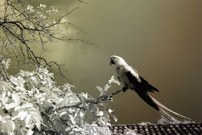 黑白风景摄影图片大全